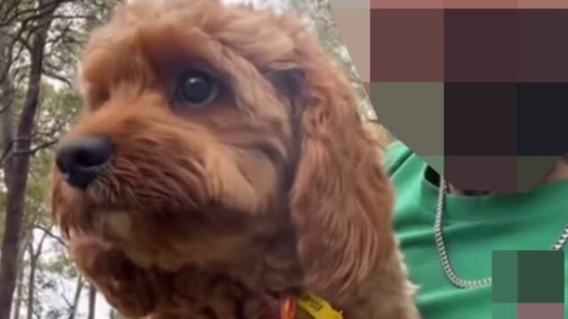 El dueño de una mascota dejó a su perro con un paseador de perros de confianza... luego descubrió un video en línea que dejó a los australianos conmocionados.
