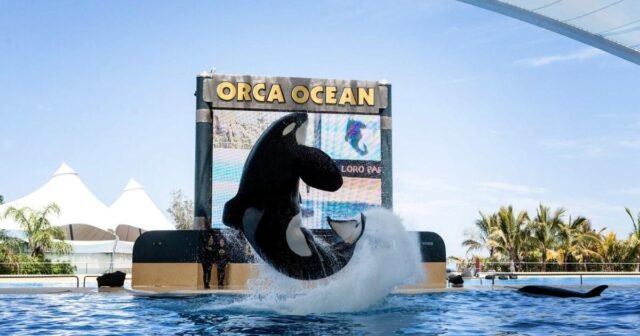 La trágica historia de Keto, la orca 'frustrada' que pasó su vida en un tanque | Noticias del mundo
