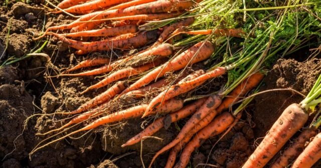 Retiro urgente de zanahorias de Grimmway Farms después del brote mortal de E coli | Noticias de EE. UU.
