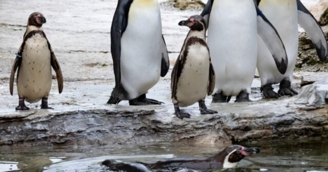 Se cambia el nombre del pingüino 'hembra' después de haber sido confundido con el género durante ocho años | Noticias del Reino Unido
